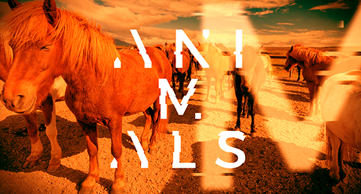 Animals